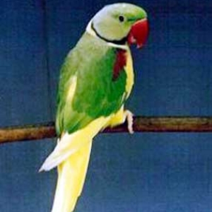 Verde rabo amarelo (provavelmente um recessivo)