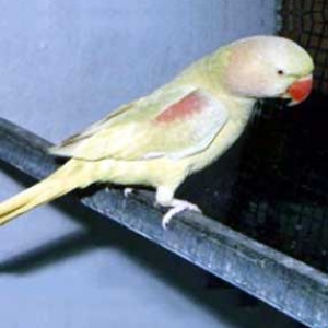 Amarelo (Lutino) verde cinza (combinação do cinza recessivo com sexo ligado recessivo ino)