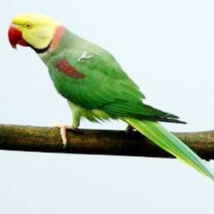 Verde Fallow cara amarela (provavelmente um recessivo)