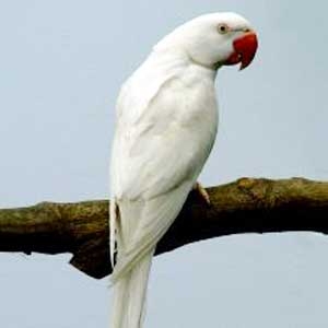 Albino verde cinza(combinação do azul com o verde cinza e ino)