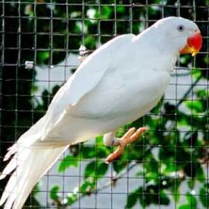 Albino(combinação do azul e ino)