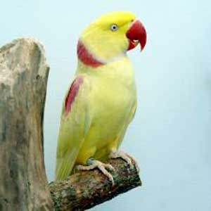 Amarelo ou Lutino (sexo ligado recessivo)