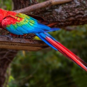 Arara Vermelha