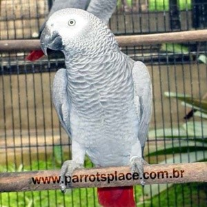 Psittacus e. erithacus (Papagaio do Congo)