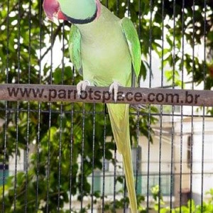 Psittacula eupatria nipalensis (Grande Alexandre)