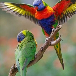 Loris Arco-Íris Molucanus