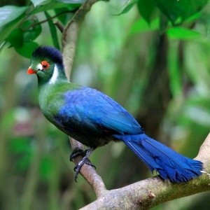 Turaco Leucotis
