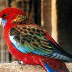 platycercusemelanoptera1