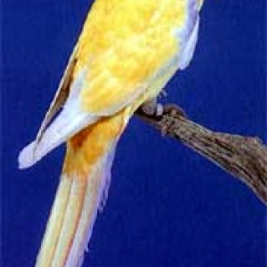 platycercusemelanoptera10
