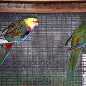 platycercusemelanoptera11