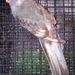 platycercusemelanoptera12