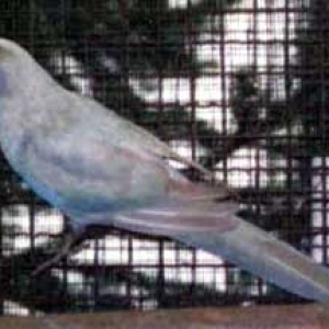 platycercusemelanoptera13