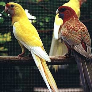 platycercusemelanoptera14