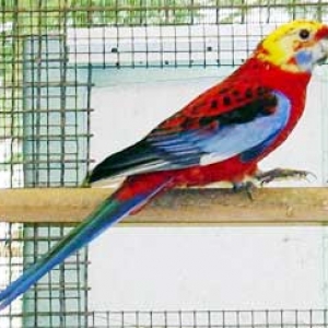 platycercusemelanoptera15