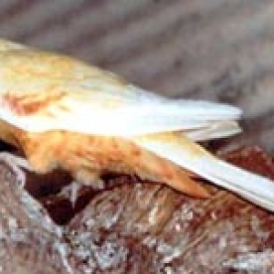 platycercusemelanoptera17