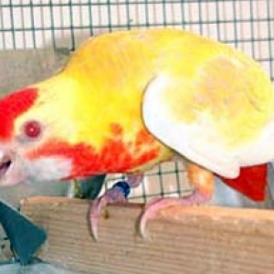 platycercusemelanoptera18