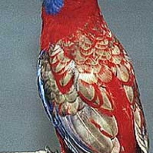 platycercusemelanoptera2