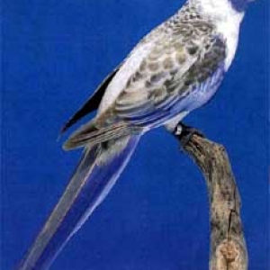 platycercusemelanoptera3