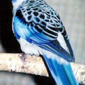 platycercusemelanoptera4