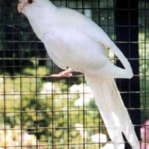 platycercusemelanoptera5