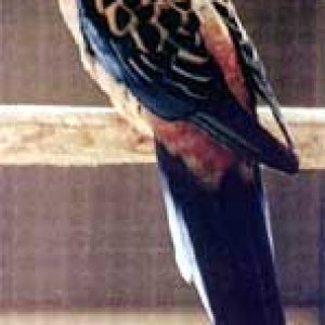 platycercusemelanoptera6