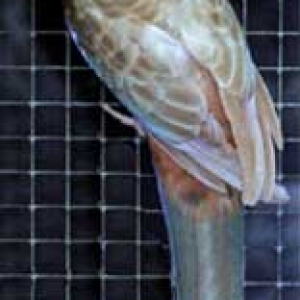 platycercusemelanoptera7