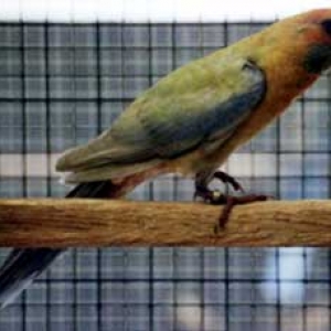 platycercusemelanoptera8