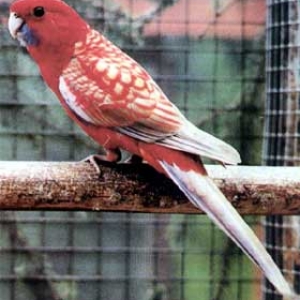 platycercusemelanoptera9