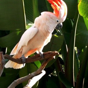 Cacatua Moluca