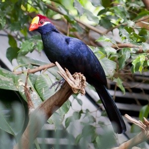 Turaco Violeta