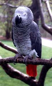 Papagaio do Congo Filhote - Fêmea